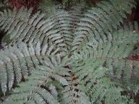 Eine Farnrosette