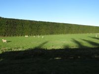 Canterbury Plains mit Schutzhecken und Schafen – ein typisches Motiv.