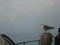auf dem Galataturm