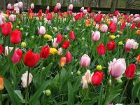 ... große Vielfalt an Tulpen ...