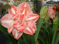 ... große Vielfalt an Amaryllen ...