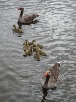 ... typisch Zaanse Schans ...