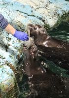 Tromsö, Polaria, Bartrobben Fütterung