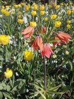 Blumenparadies Keukenhof