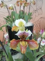 Blumenparadies Keukenhof - Pavillon Beatrix mit Orchideen