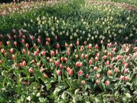 Blumenparadies Keukenhof