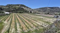 Weinberge bei Omodos