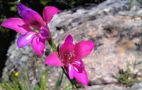 Frühling an der Algarve 