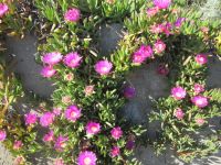 Mittagsblumen auf Vulcano