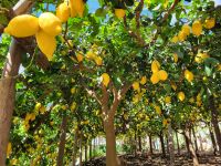 Zitronengarten/Zitronenweg/bei Maiori/Amalfiküste/Italien