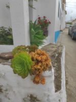 Steingewächse am Weg 