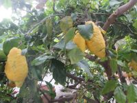 Zitronen auf Panarea