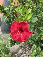 Spanien, Hotel Royal Hideway Sancti Petri, Garten