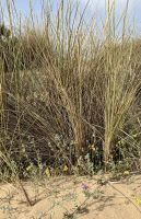 Spanien, Fahrt durch den Nationalpark Doñana