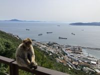 Gibraltar, Berberaffe mit dem Djebel Musa im Hintergrund 