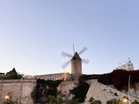 Palma