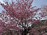 7. Tag: Ausflug nach Shirikawago