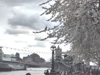 Kirschblüte mit Tower Bridge