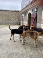 berühmte Fellnasen von Cheverny