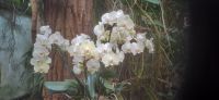 Pantropica