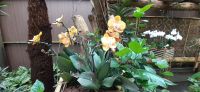 Pantropica