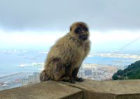 Berberaffe auf Gibraltar. Rundreise Andalusien - der Zauber Spaniens