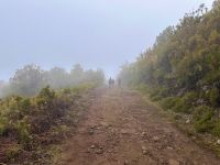 Madeira - Wanderung Fanal 