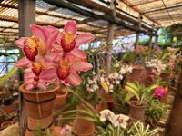 Madeira - Orchideengarten