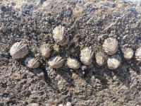 Muschelkunst