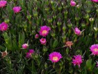 Mittagsblumen