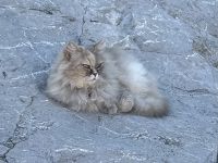 Überall Katzen 