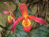 Orchideenfarm. Jersey