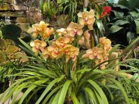 Orchideenfarm. Jersey