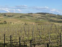 Quinta da Avessada - Abendessen auf einem Weingut mit Führung