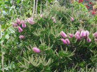 Funchal, Botanischer Garten - Flaschenputzer