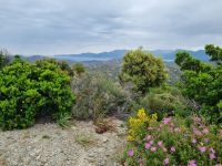 Agriates-Wüste (Macchia)