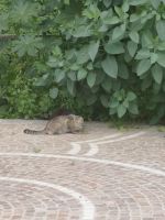 Die pelzigen Streuner werden liebevoll von den Einheimischen gefüttert..