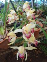 Funchal - Orchideengarten