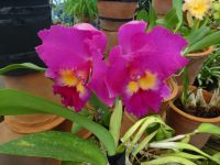 Funchal - Orchideengarten