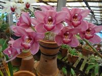 Funchal - Orchideengarten