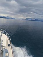 Die Schwalbe fliegt über den Gardasee...