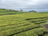 Besuch der Teeplantage Gorreana
