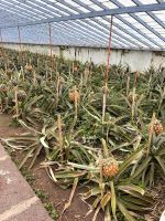 Ananasplantage