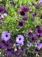 Im Park in Angra do Heroísmo