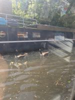 Entenküken auf dem Regent's Canal 