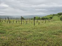 Tag 3 - Topola - Weinberge wohin das Auge reicht
