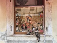 Tag 8 - Stadtbesichtigung - Kotor - Stadt der Katzen (8)