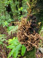 Lorbeerpilz/Ribeiro Frio/Madeira