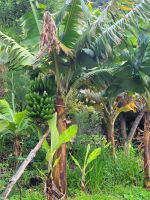 Bananenpflanze/Levada do Marocos/Madeira