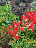 Blumengarten/Levada do Marocos/Madeira